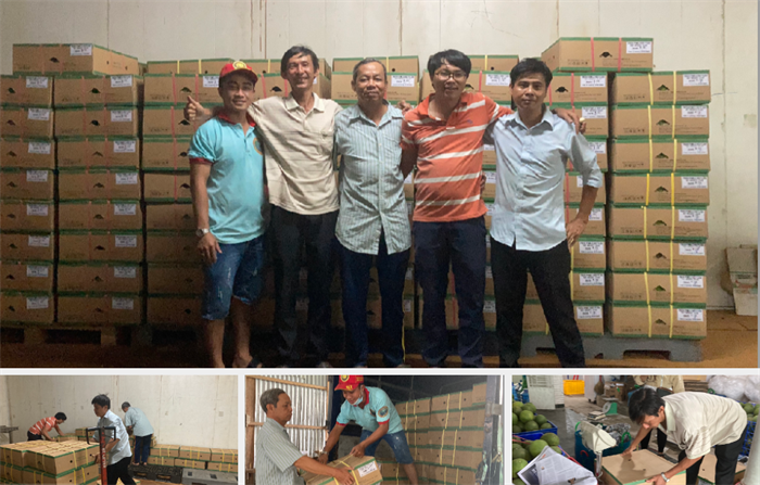 BƯỞI XUẤT KHẨU SANG SINGAPORE 