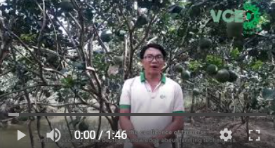 Dự án VCED và tổ chức SOCODEVI đã tác động tới người nông dân trồng bưởi ở Bến Tre như thế nào