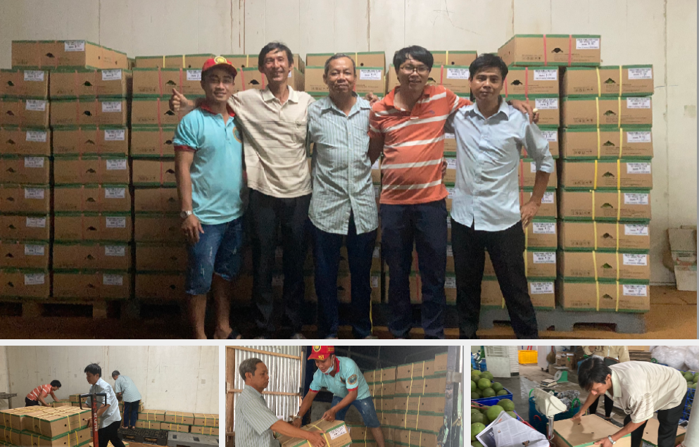 BƯỞI XUẤT KHẨU SANG SINGAPORE 