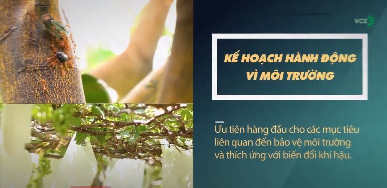 VCED thành công trong tác động bảo vệ môi trường 