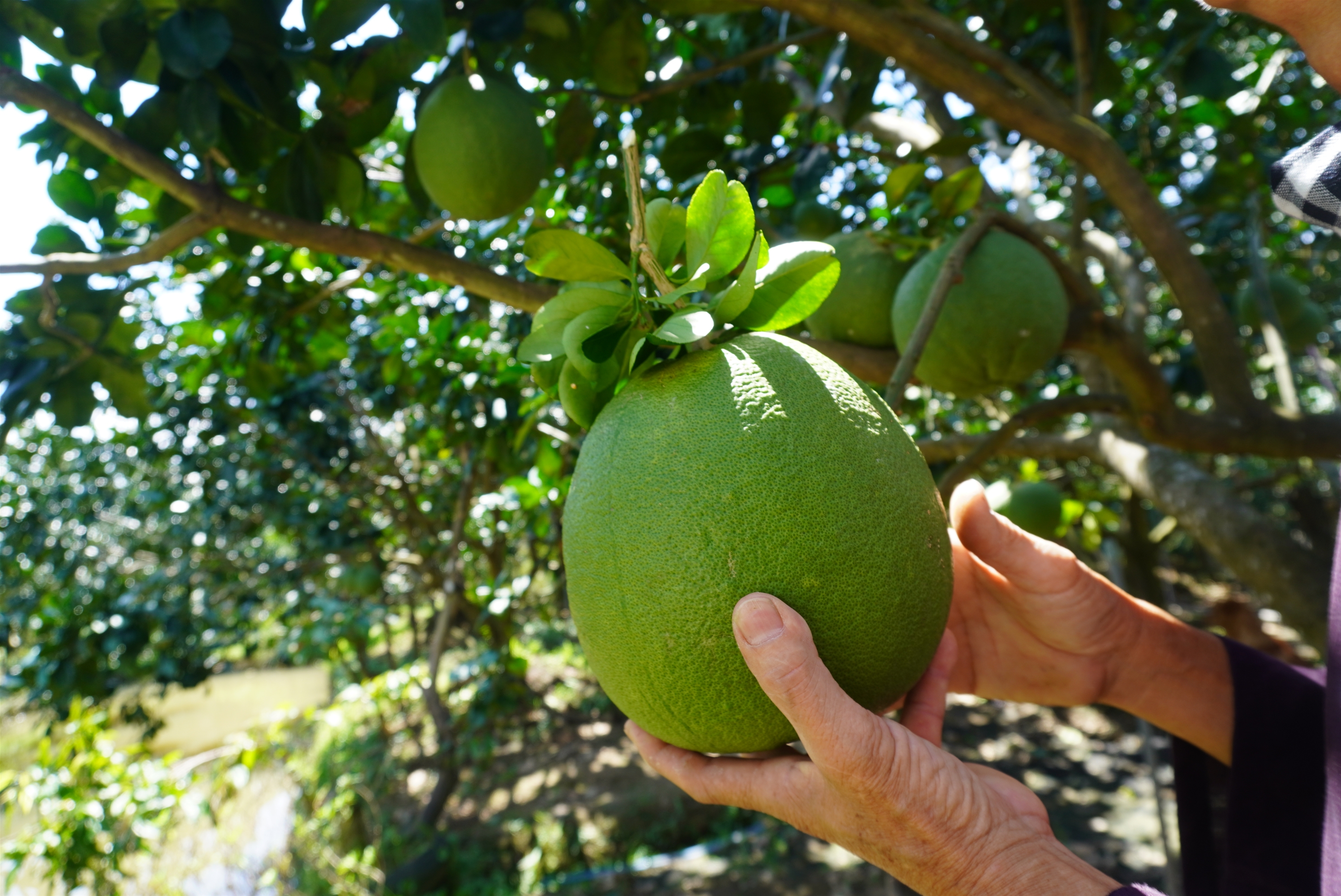 Bưởi da xanh - Loại 1 