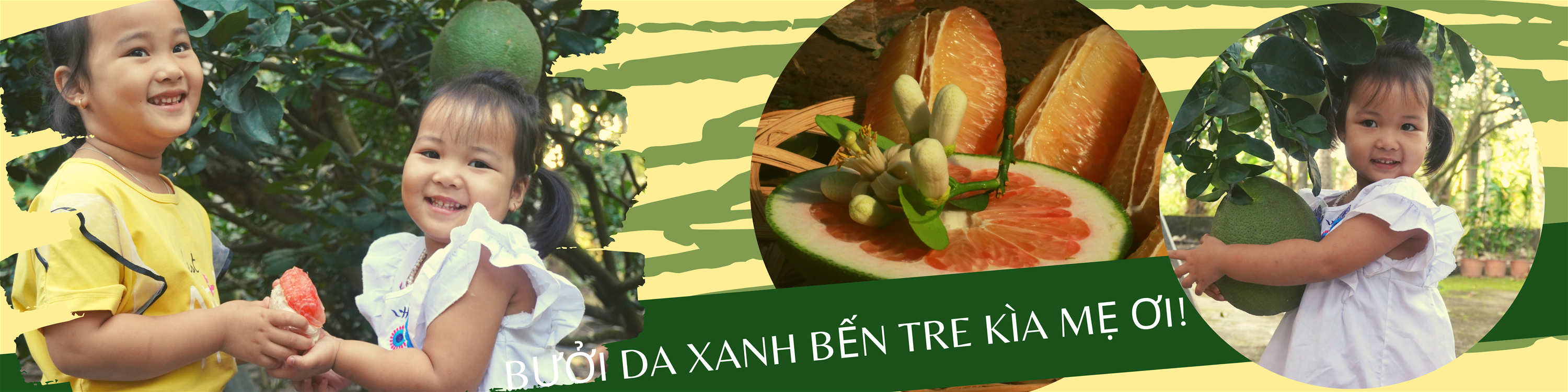 HTX bưởi da xanh Bến Tre