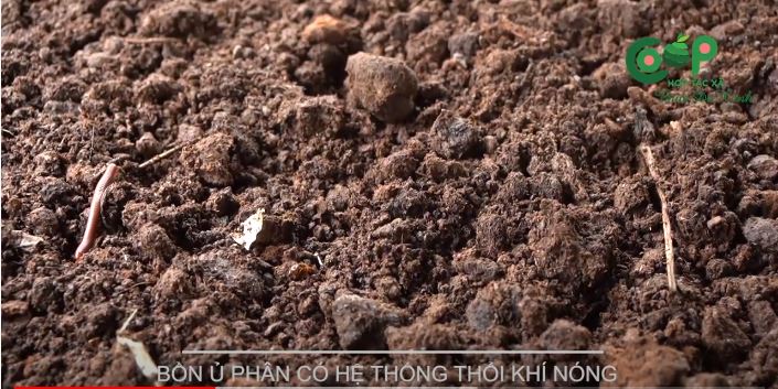 Các phương pháp chăm sóc bưởi sinh học 